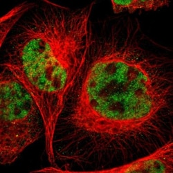 RGAG4 Antibody, Novus Biologicals:Antibodies:Primary Antibodies